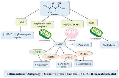 The effects of metformin in the treatment of osteoarthritis: Current perspectives